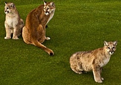 mountain lions hanging out at Desert Mountain Golf Course in Scottsdale